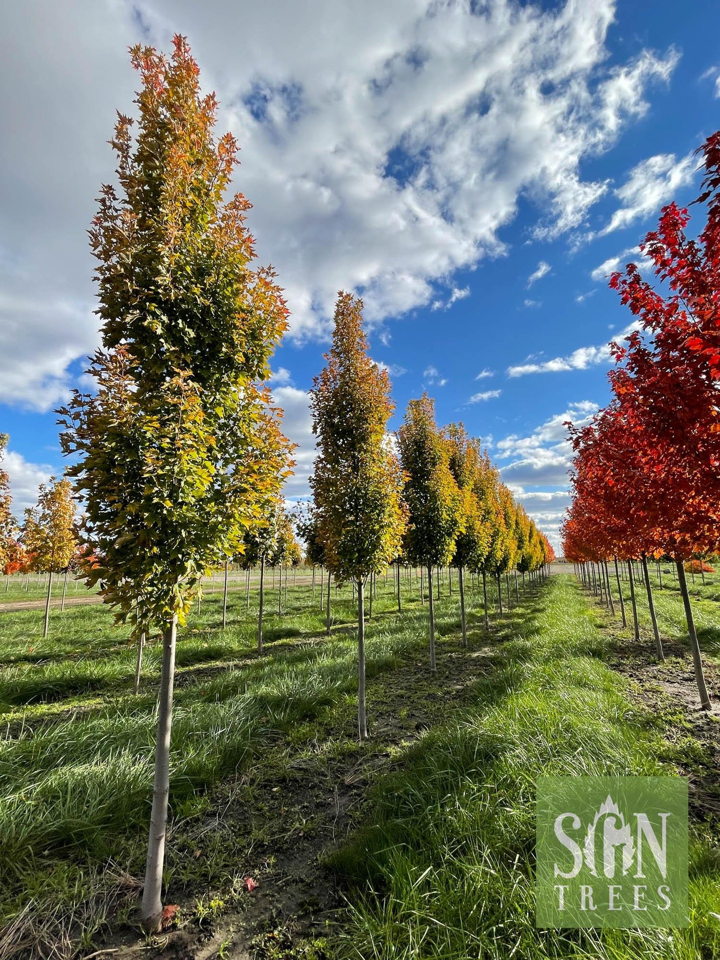 Acer Rubrum Armstrong Gold - View 2 from www redcrocus com