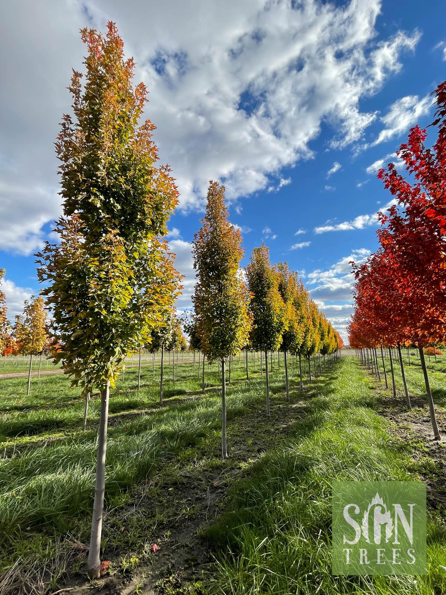 Acer Rubrum Armstrong Gold - View 2 from www redcrocus com