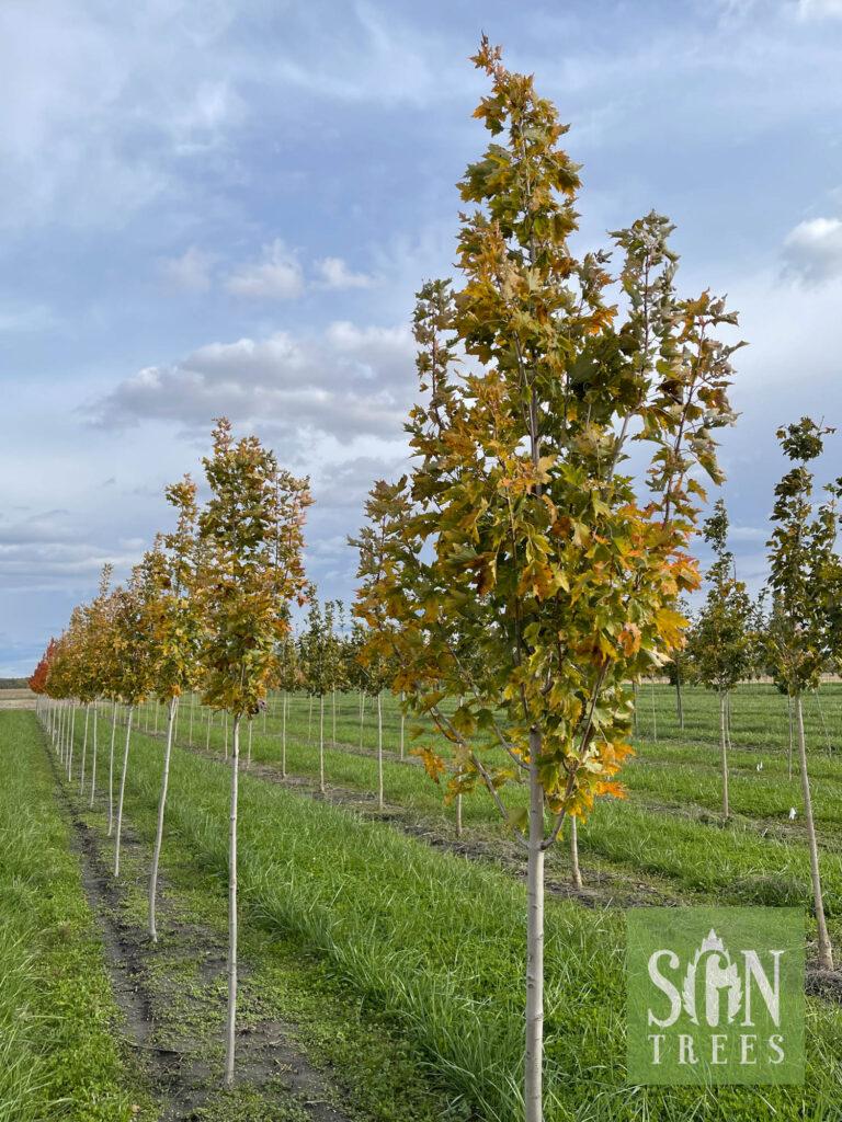Acer Rubrum Armstrong Gold - View 6 from www redcrocus com