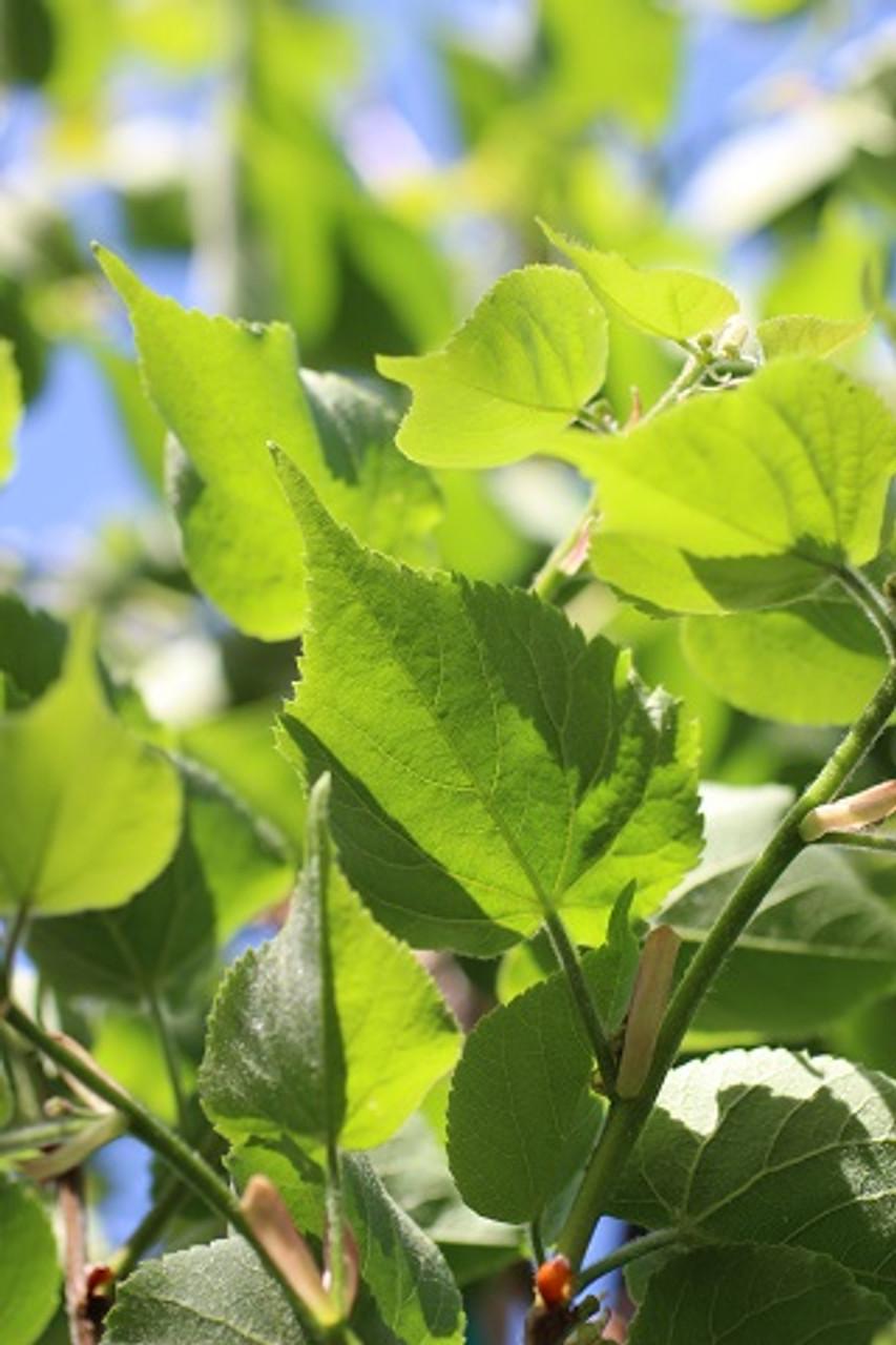 Tilia Cordata Corinthian - View 10 from www redcrocus com