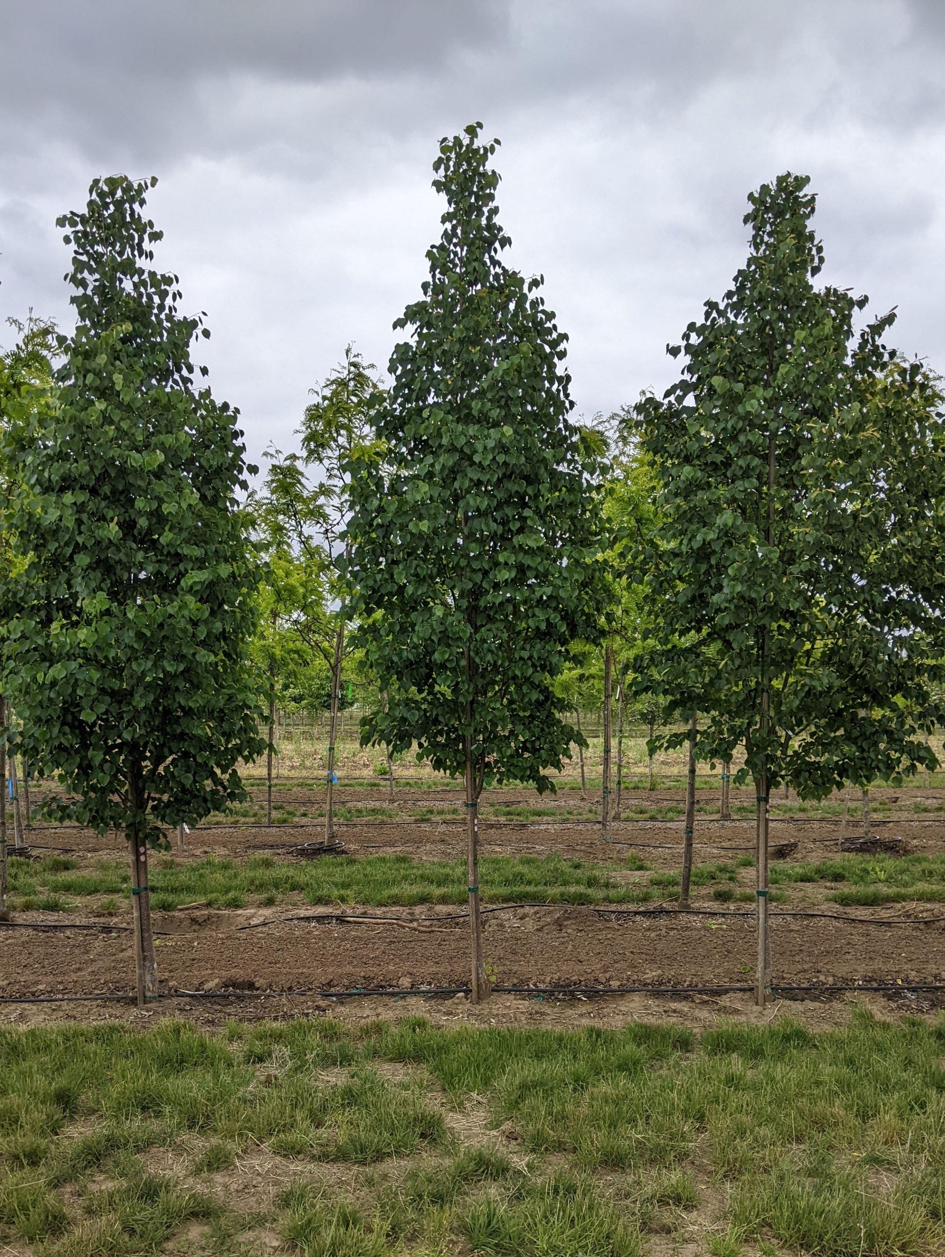 Tilia Cordata Corinthian - View 11 from www redcrocus com