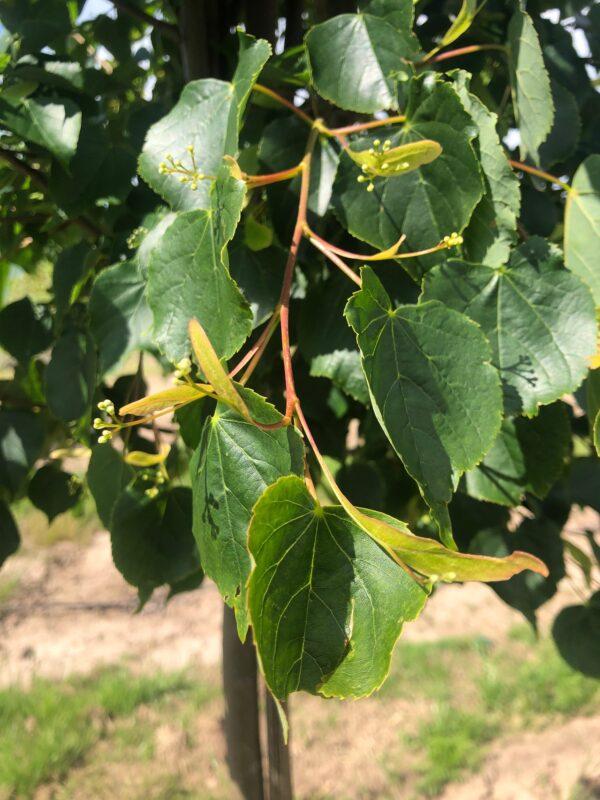 Tilia Cordata Corinthian - View 12 from www redcrocus com