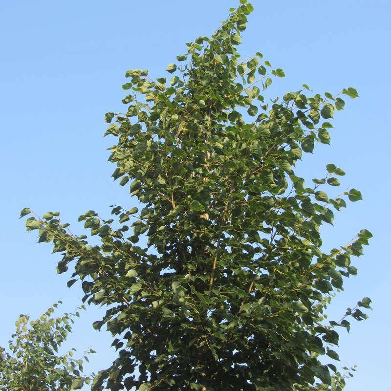Tilia Cordata Corinthian - View 13 from www redcrocus com