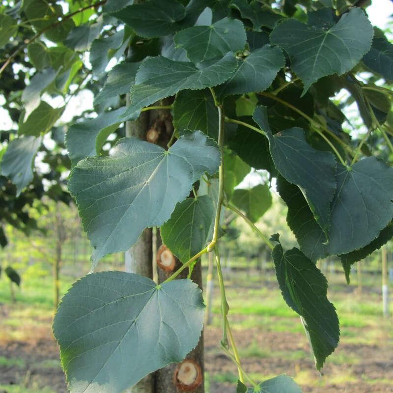 Tilia Cordata Corinthian - View 14 from www redcrocus com