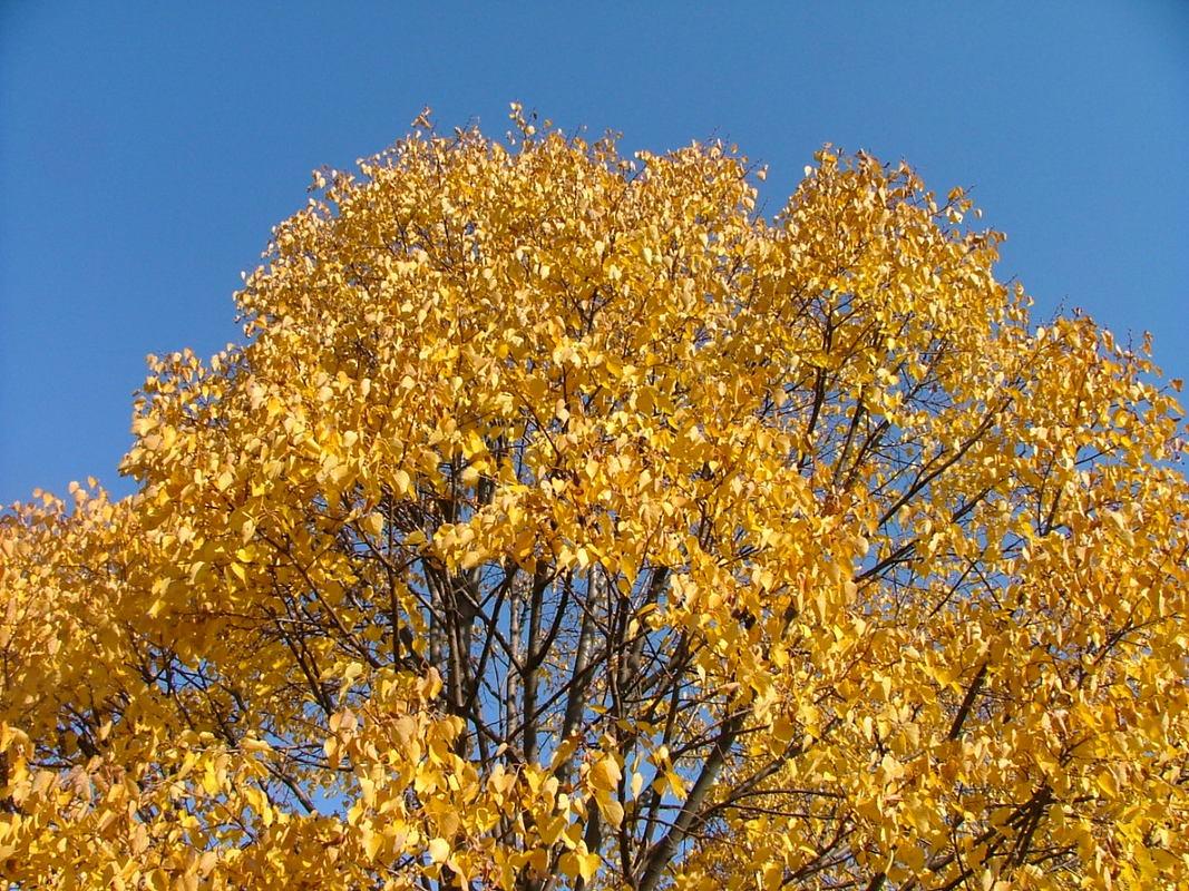 Tilia Cordata Corinthian - View 15 from www redcrocus com