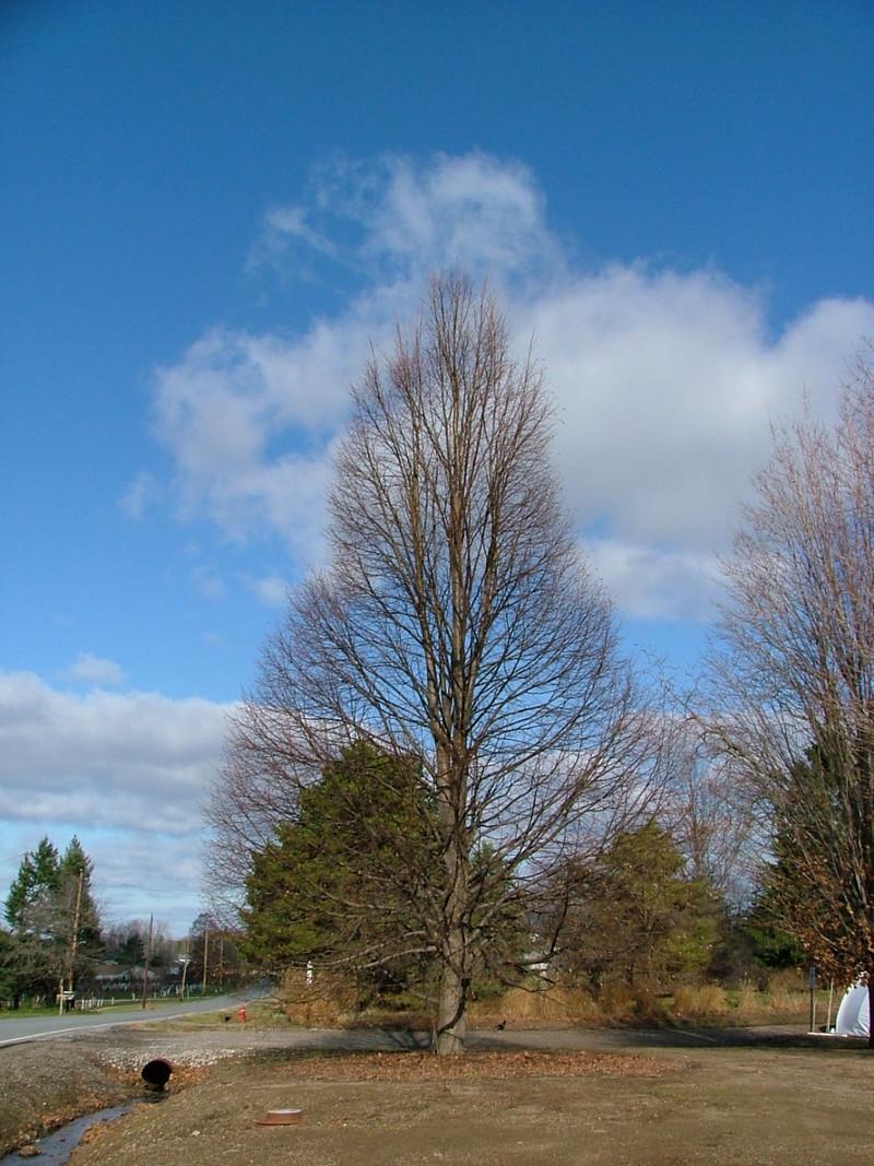 Tilia Cordata Corinthian - View 17 from www redcrocus com