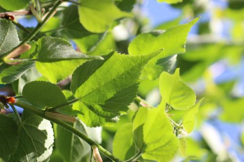 Tilia Cordata Corinthian - View 18 from www redcrocus com