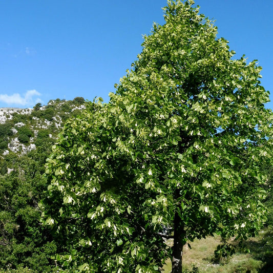 Tilia Cordata Corinthian - View 1 from www redcrocus com