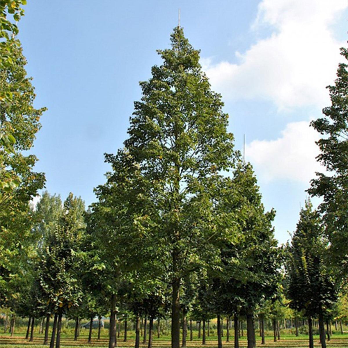Tilia Cordata Corinthian - View 2 from www redcrocus com