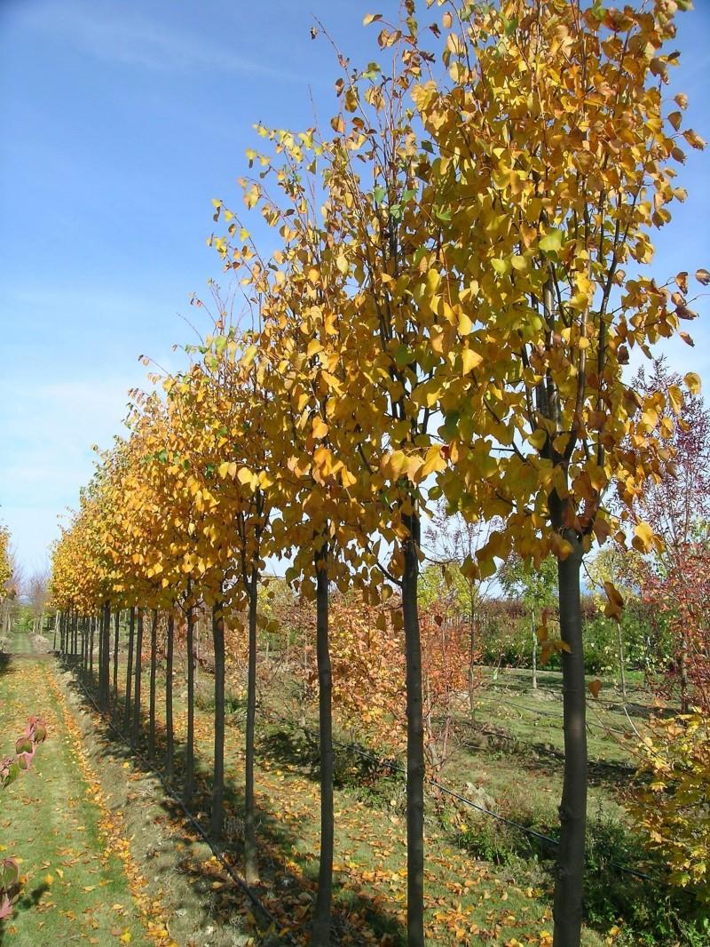 Tilia Cordata Corinthian - View 3 from www redcrocus com
