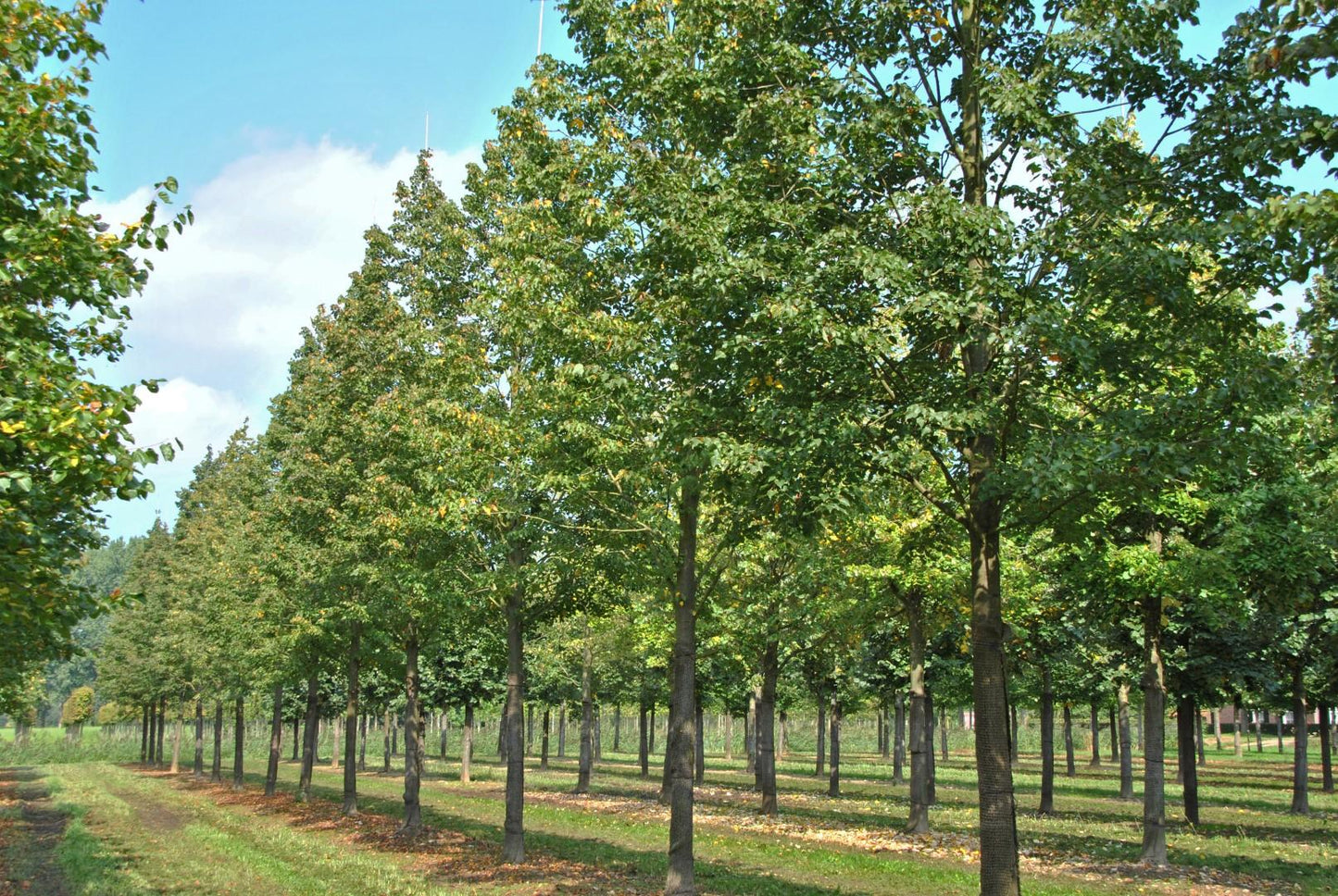 Tilia Cordata Corinthian - View 4 from www redcrocus com