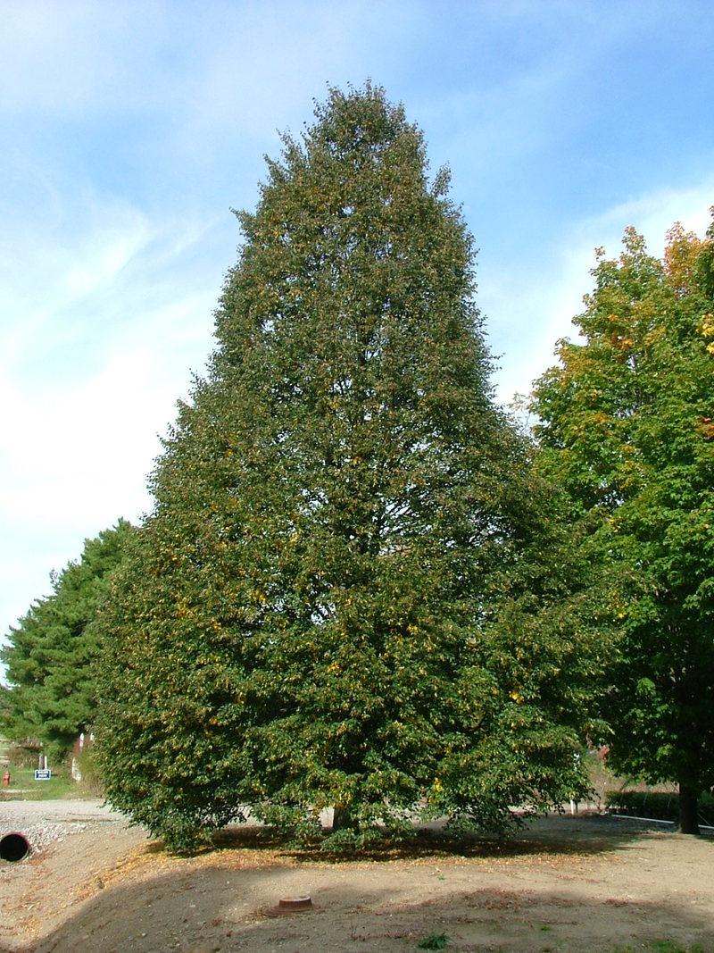 Tilia Cordata Corinthian - View 5 from www redcrocus com