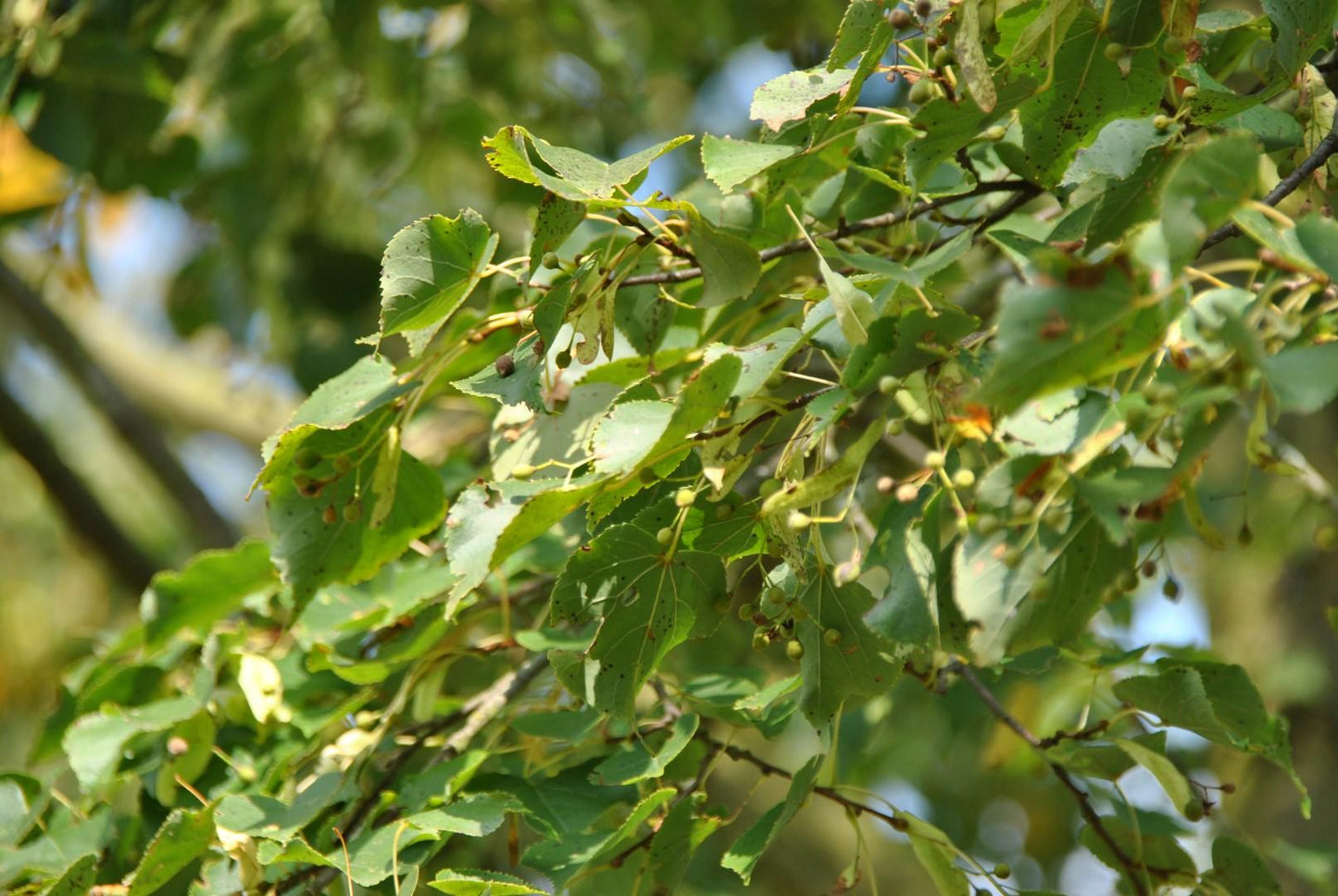 Tilia Cordata Corinthian - View 6 from www redcrocus com