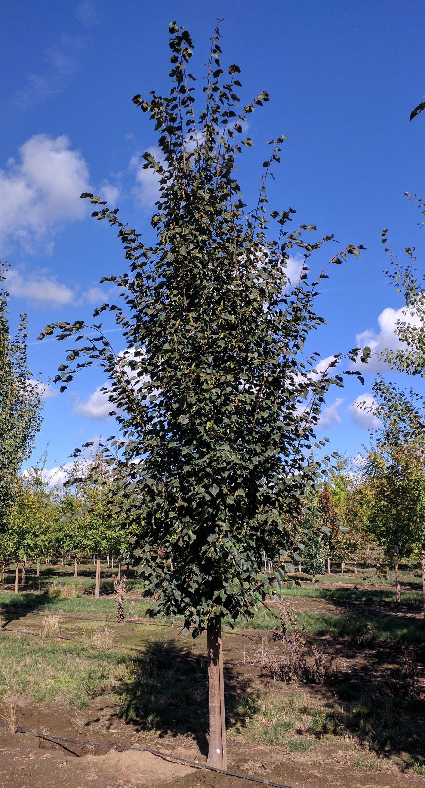 Tilia Cordata Corinthian - View 7 from www redcrocus com