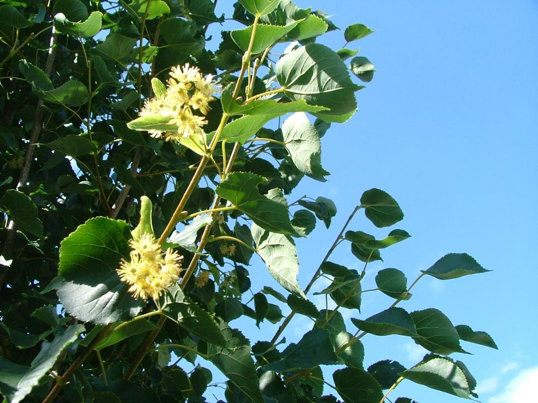 Tilia Cordata Corinthian - View 8 from www redcrocus com