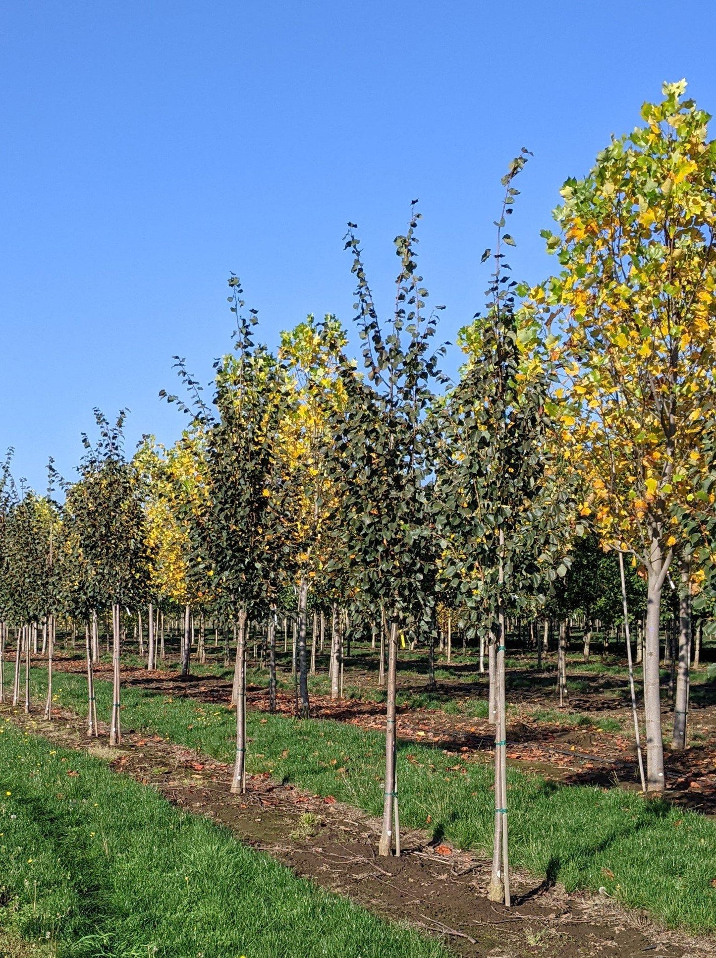 Tilia Cordata Corinthian - View 9 from www redcrocus com