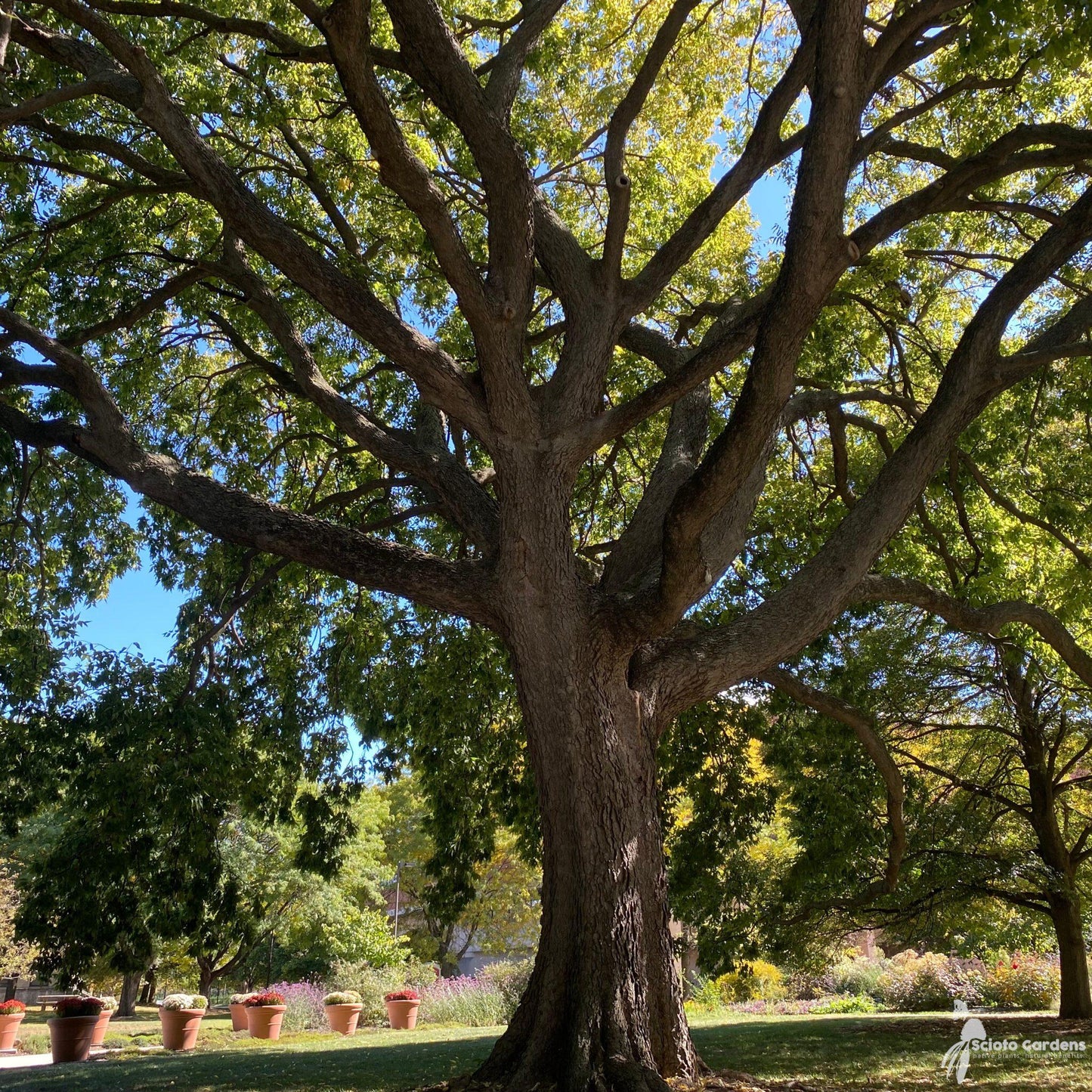 Celtis Occidentalis Hackberry - View 10 from www redcrocus com