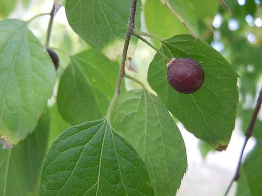 Celtis Occidentalis Hackberry - View 11 from www redcrocus com