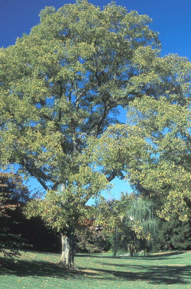Celtis Occidentalis Hackberry - View 12 from www redcrocus com