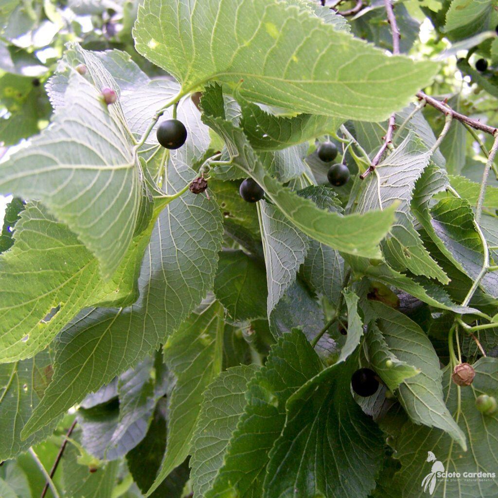 Celtis Occidentalis Hackberry - View 13 from www redcrocus com