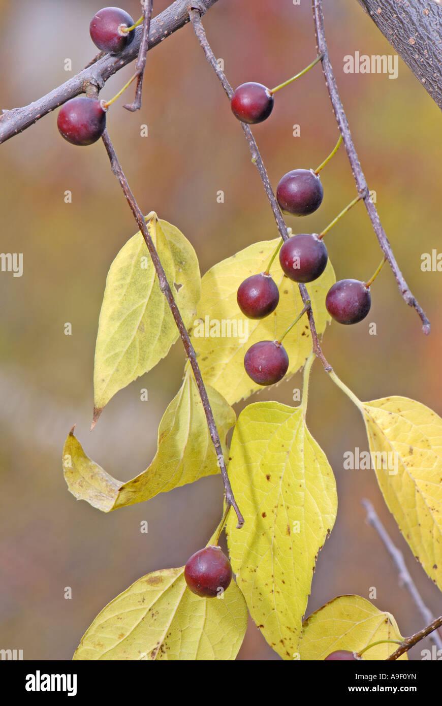 Celtis Occidentalis Hackberry - View 14 from www redcrocus com