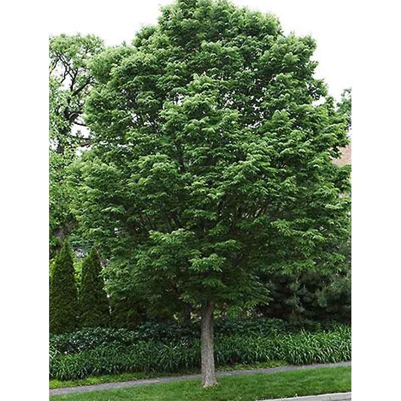 Celtis Occidentalis Hackberry - View 16 from www redcrocus com