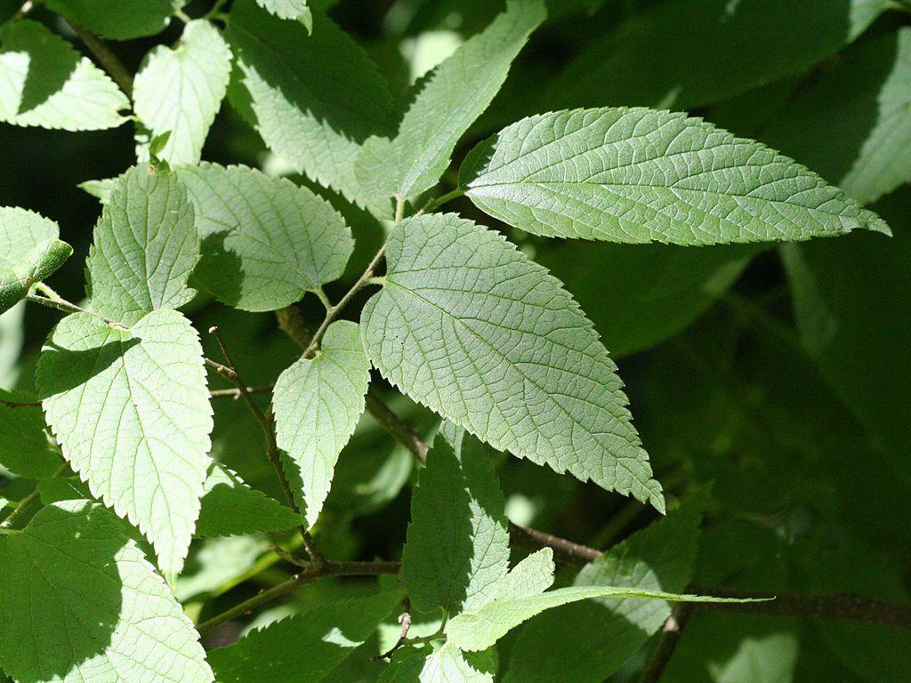 Celtis Occidentalis Hackberry - View 17 from www redcrocus com
