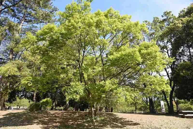 Celtis Occidentalis Hackberry - View 18 from www redcrocus com