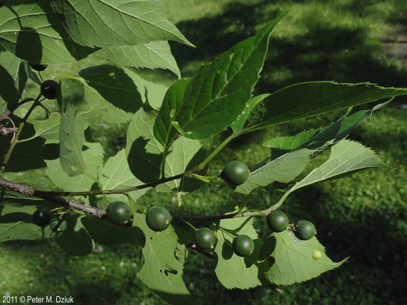 Celtis Occidentalis Hackberry - View 18 from www redcrocus com