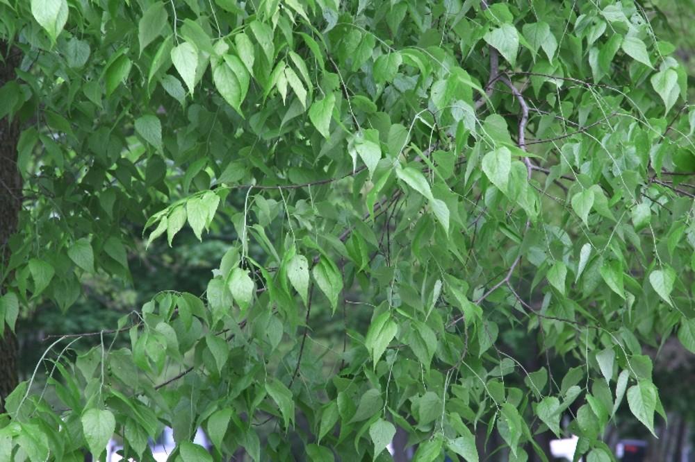 Celtis Occidentalis Hackberry - View 19 from www redcrocus com
