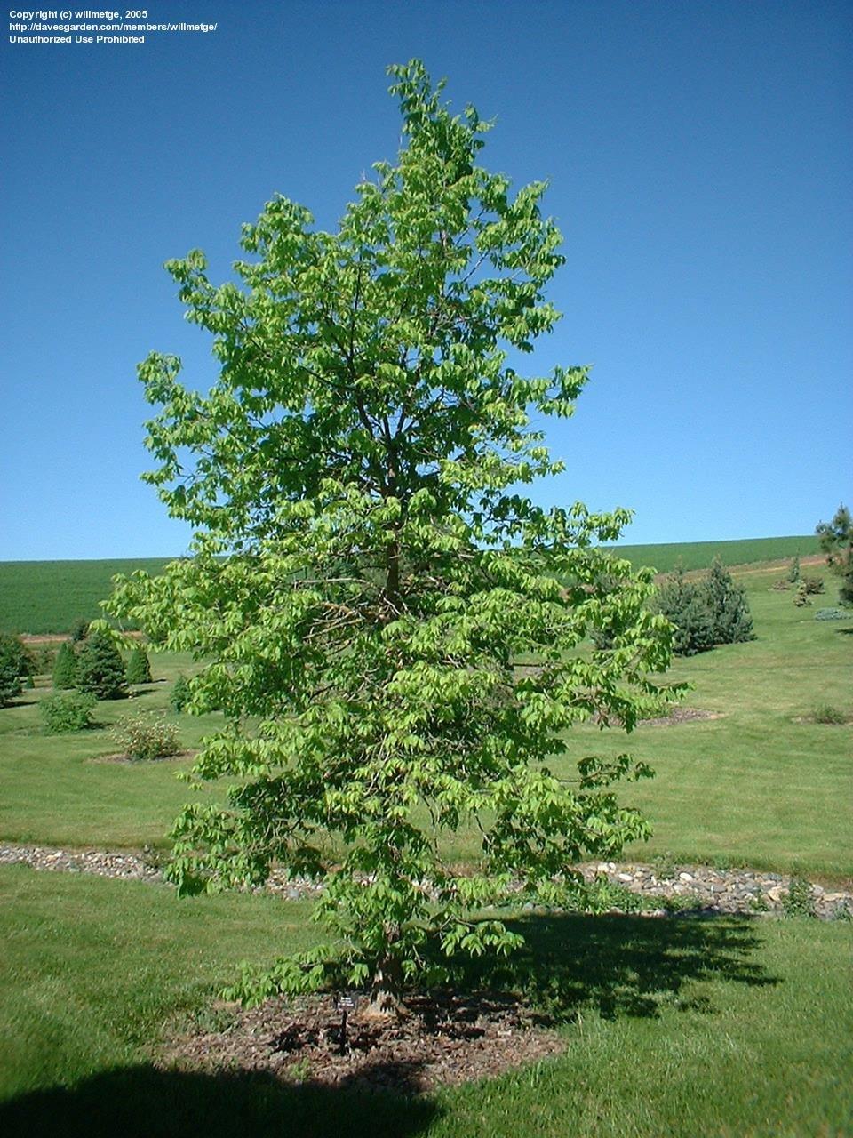 Celtis Occidentalis Hackberry - View 20 from www redcrocus com