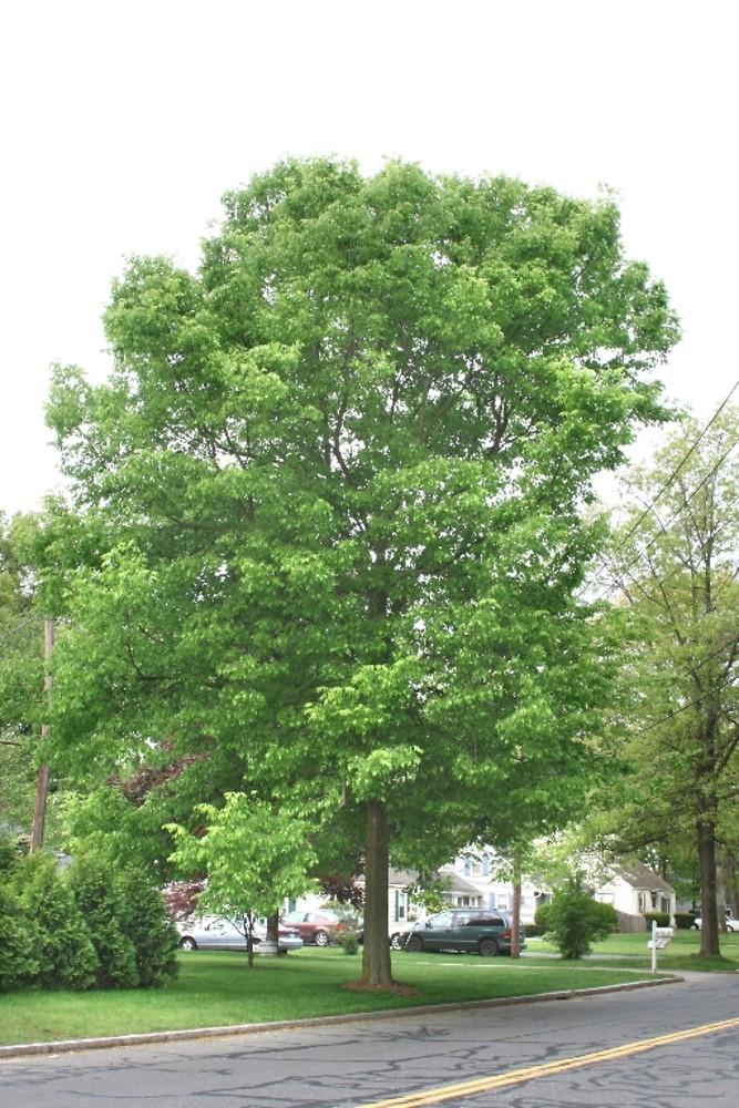 Celtis Occidentalis Hackberry - View 2 from www redcrocus com
