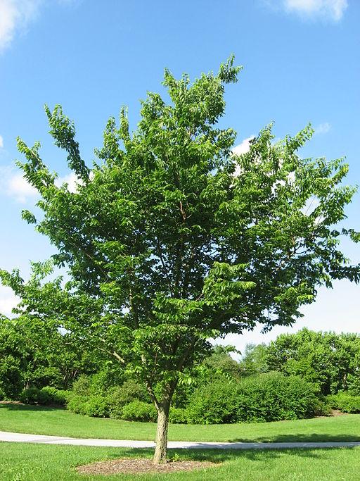 Celtis Occidentalis Hackberry - View 3 from www redcrocus com