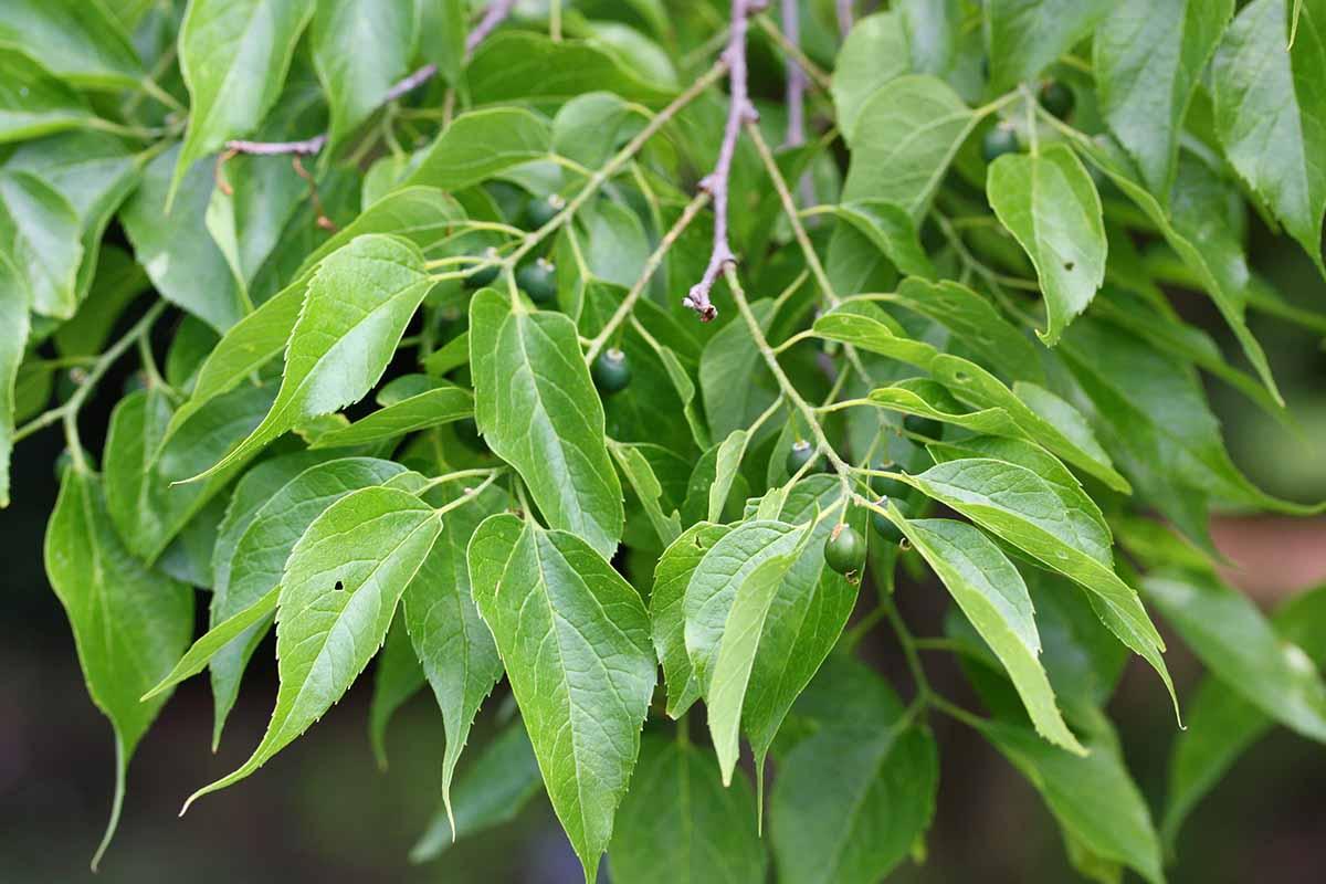 Celtis Occidentalis Hackberry - View 4 from www redcrocus com