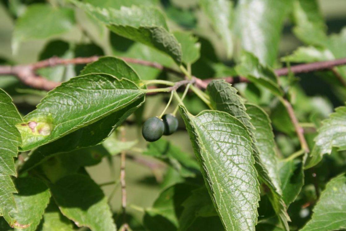 Celtis Occidentalis Hackberry - View 7 from www redcrocus com