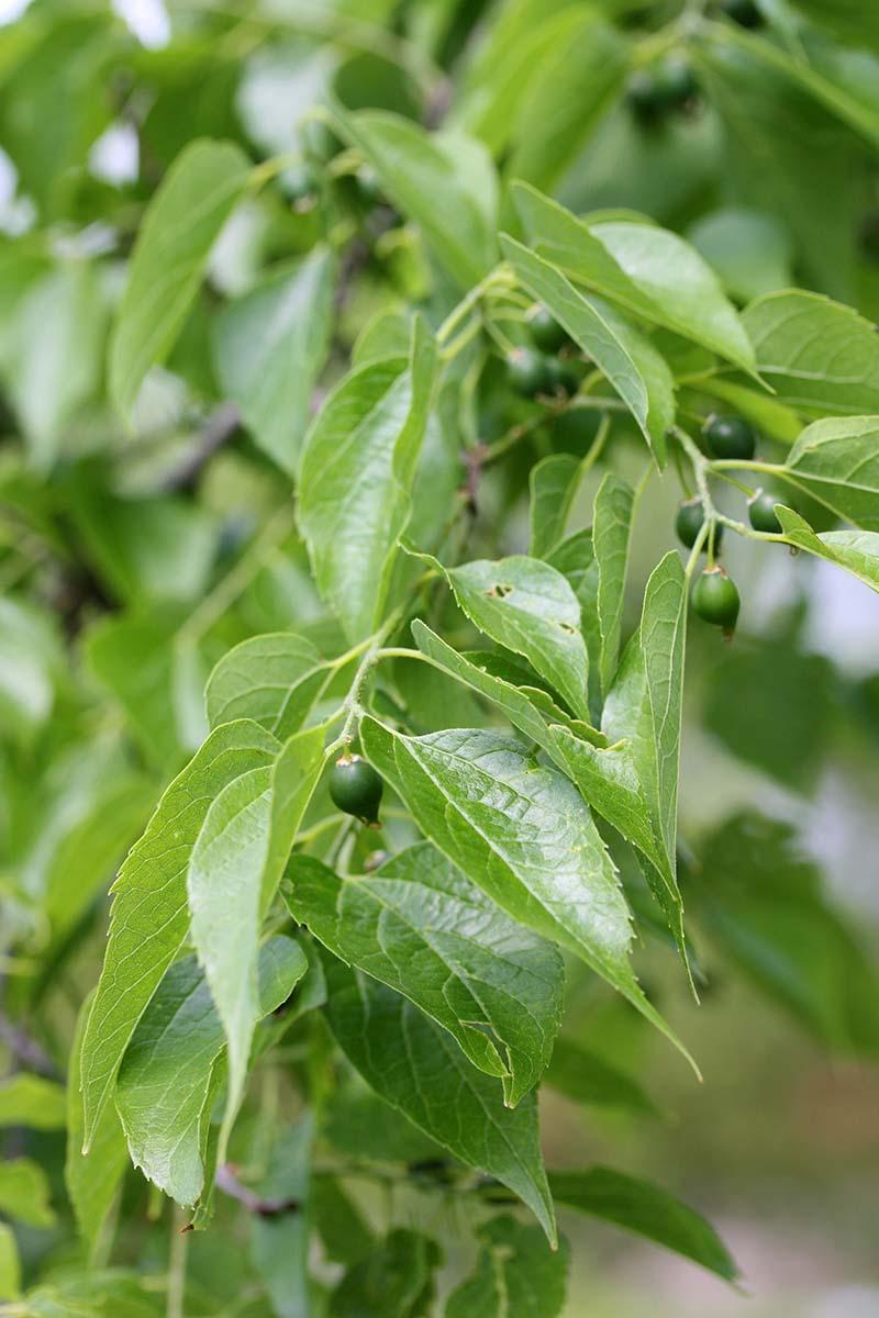 Celtis Occidentalis Hackberry - View 9 from www redcrocus com