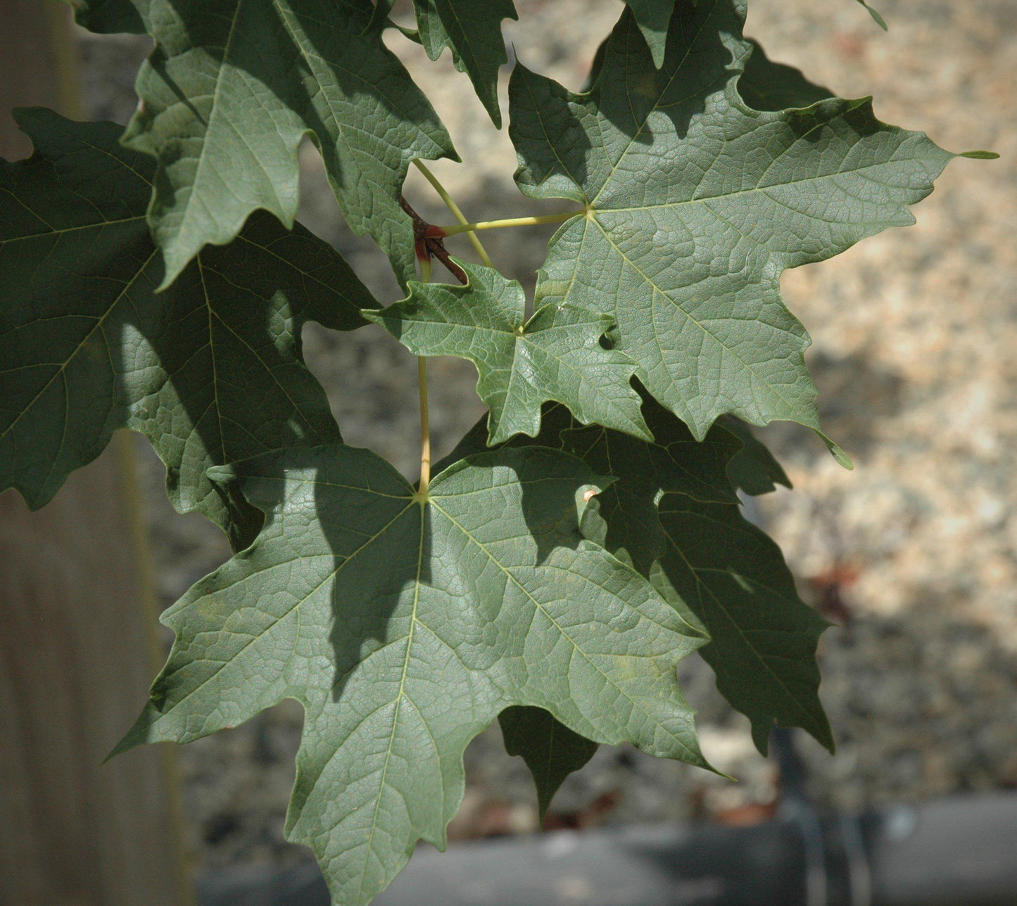 Acer Saccharum Flash Fire - View 10 from www redcrocus com
