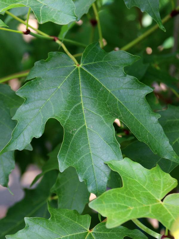 Acer Saccharum Flash Fire - View 14 from www redcrocus com
