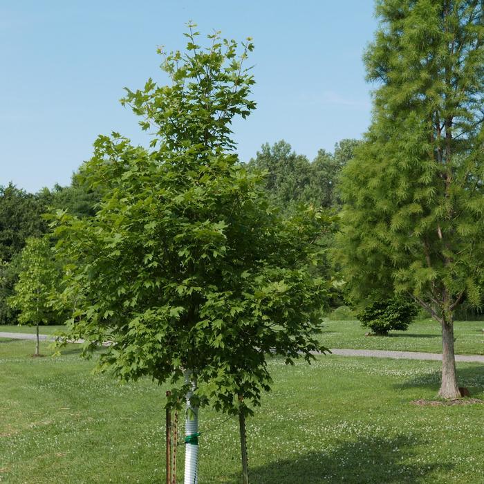 Acer Saccharum Flash Fire - View 16 from www redcrocus com