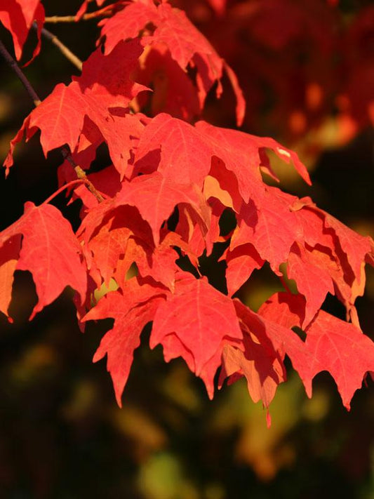 Acer Saccharum Flash Fire - View 1 from www redcrocus com