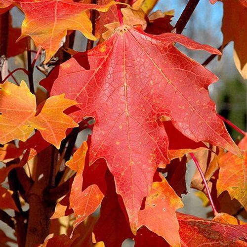 Acer Saccharum Flash Fire - View 5 from www redcrocus com