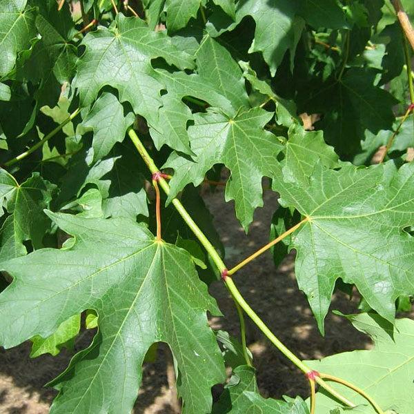 Acer Saccharum Flash Fire - View 9 from www redcrocus com