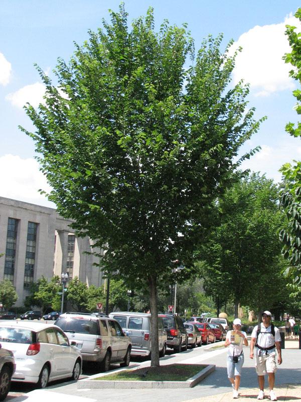 Ulmus Americana 'princeton' - View 13 from www redcrocus com