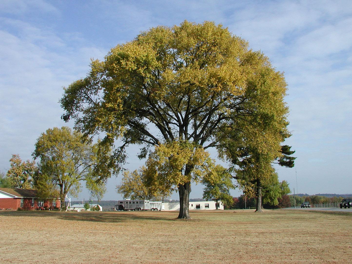 Ulmus Americana 'princeton' - View 15 from www redcrocus com