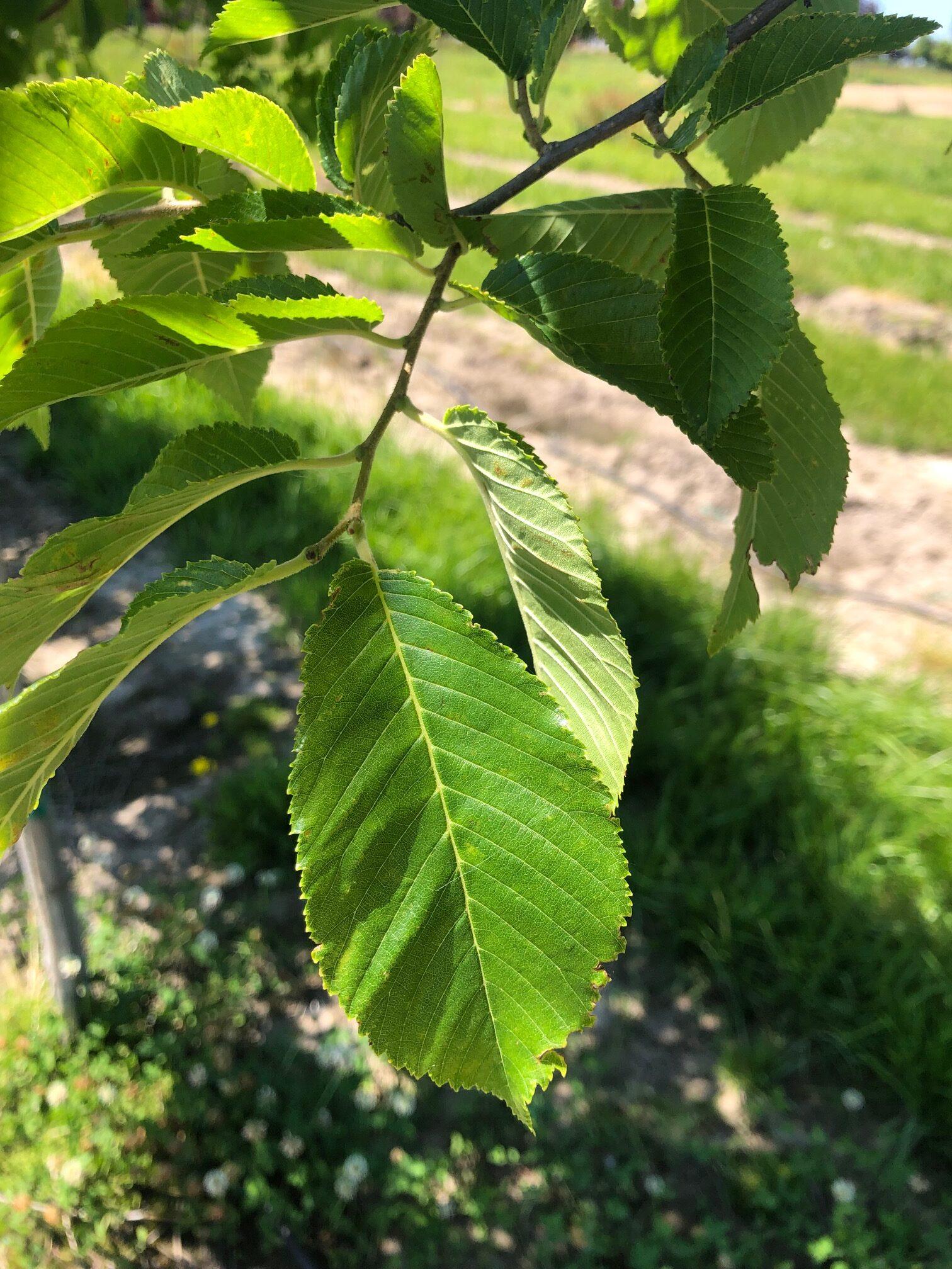 Ulmus Americana 'princeton' - View 16 from www redcrocus com
