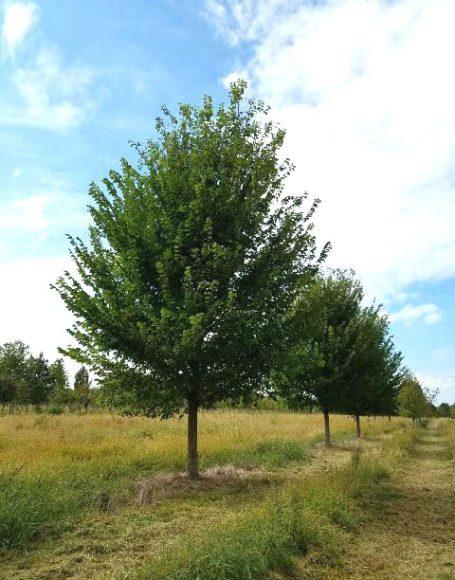 Ulmus Americana 'princeton' - View 17 from www redcrocus com