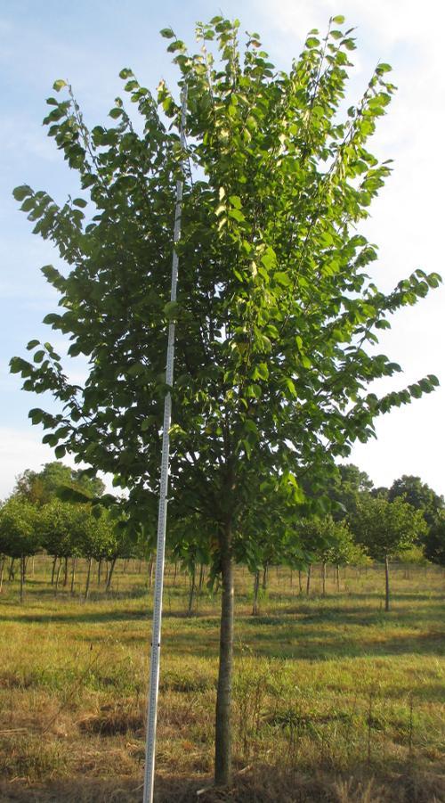 Ulmus Americana 'princeton' - View 18 from www redcrocus com