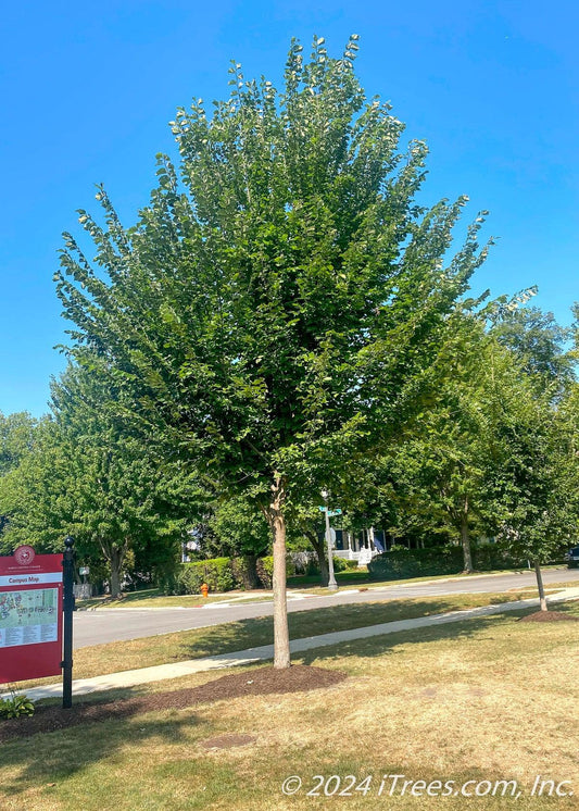 Ulmus Americana 'princeton' - View 1 from www redcrocus com