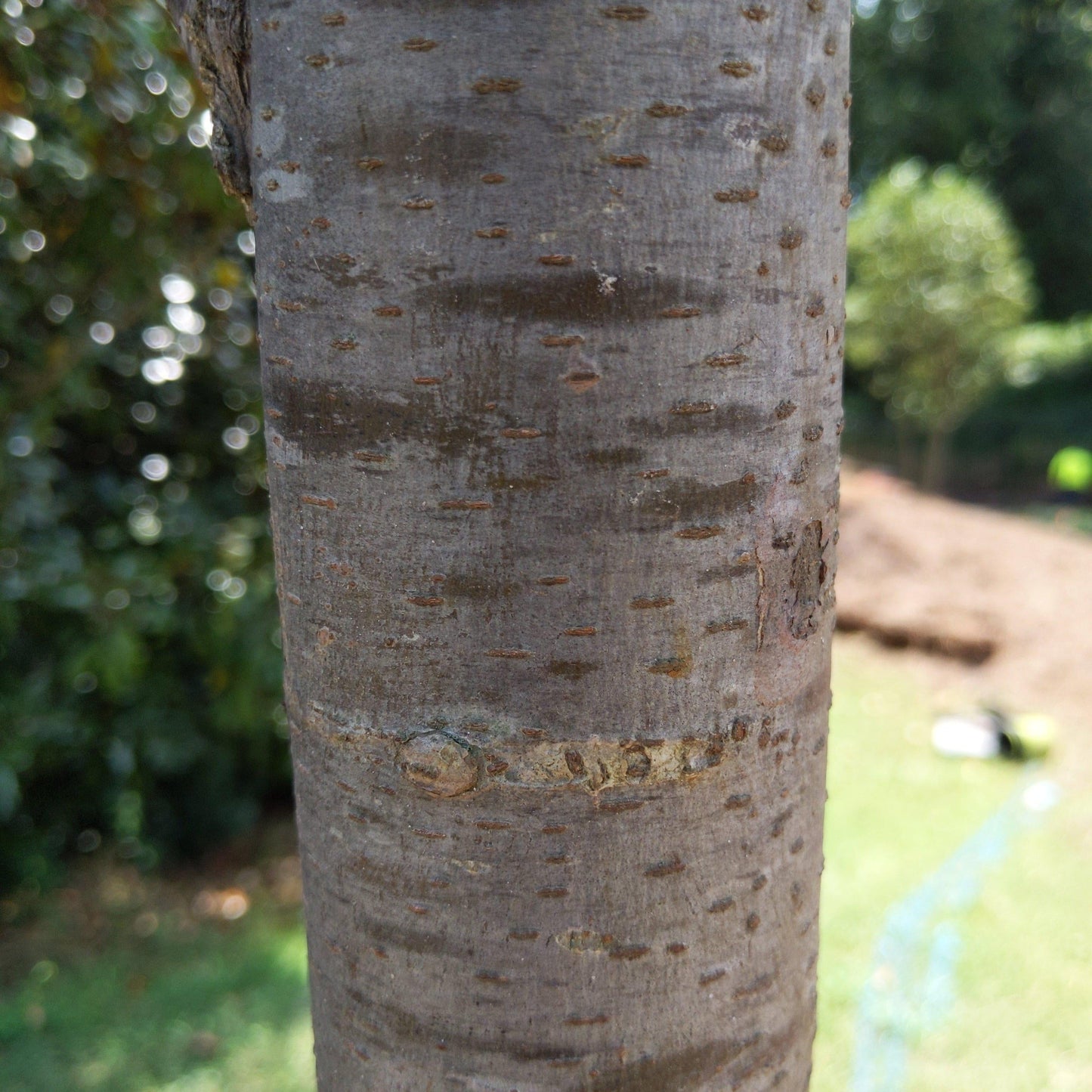 Ulmus Americana 'princeton' - View 20 from www redcrocus com