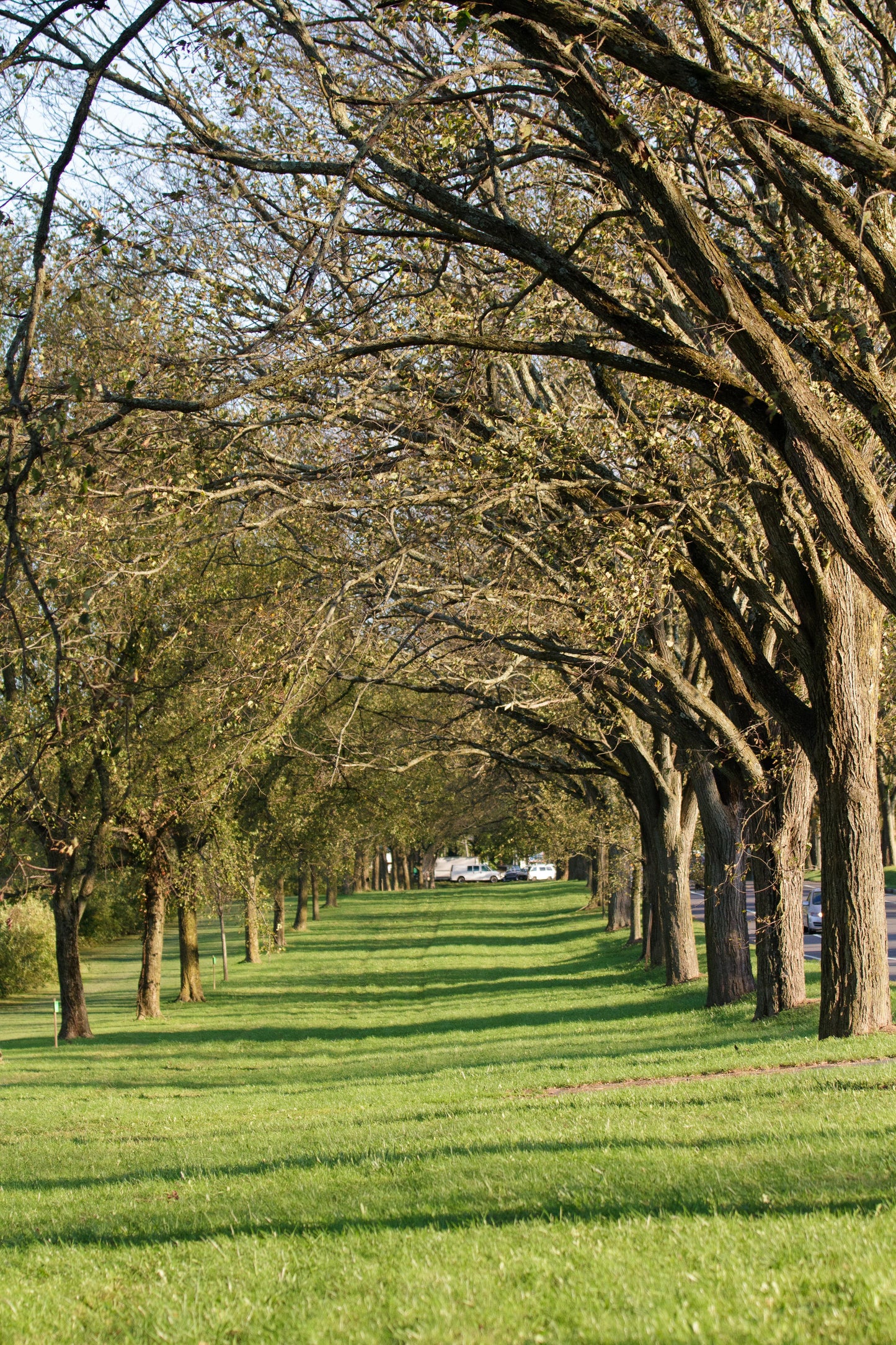 Ulmus Americana 'princeton' - View 22 from www redcrocus com